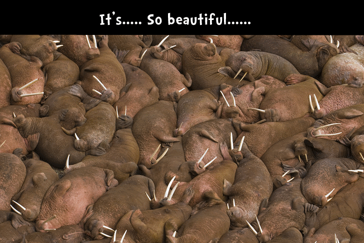 tja_visists_the_walrus_pit_by_thejesterart-d7wgm4y.png