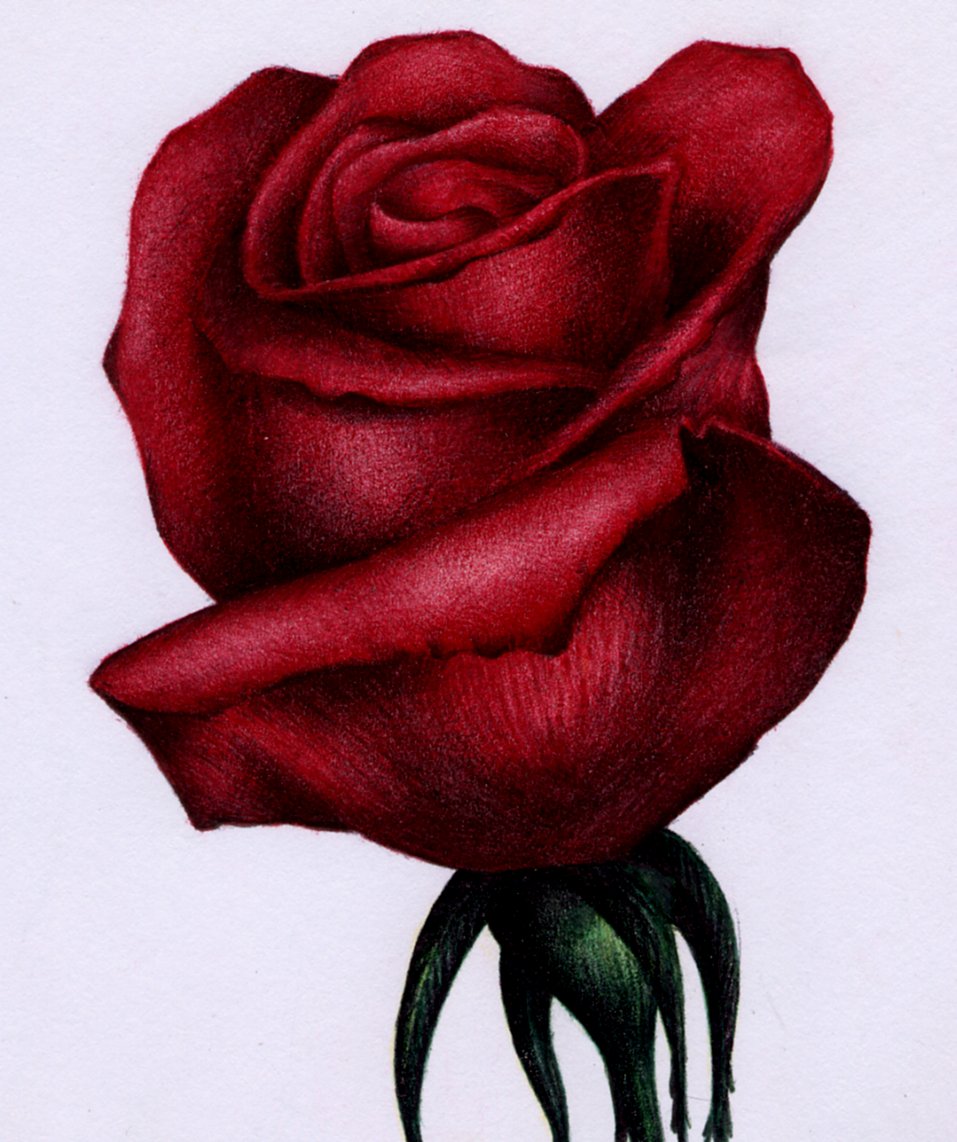 Red Rose Sketch Bic Ballpoint Pen by VianaArts on DeviantArt