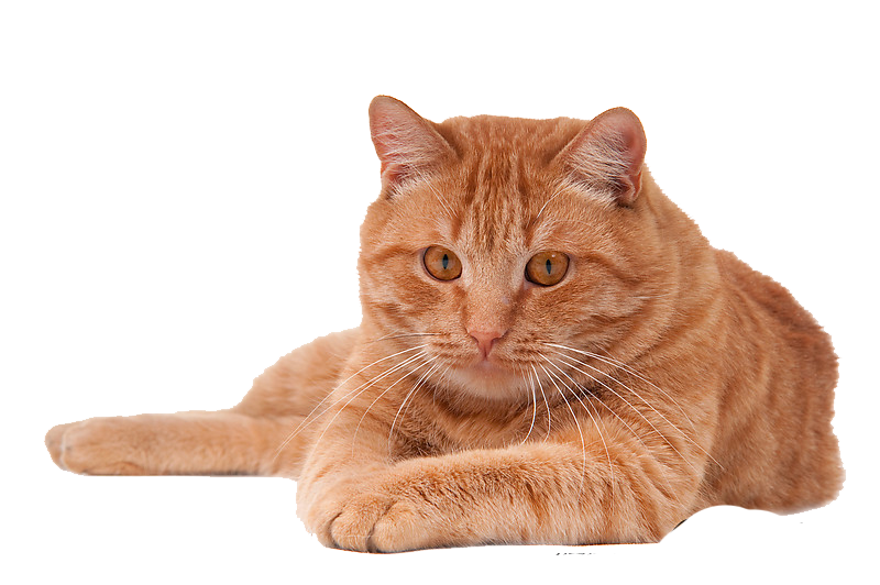 clipart png- cats and kittens - photo #39