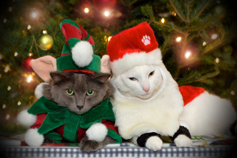 Image result for cats christmas
