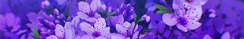 flowers_purple_by_misical-dbthfh8.gif