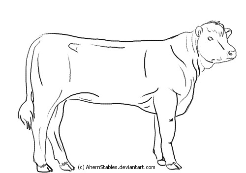 Young Hereford Cow line art by AhernStables on DeviantArt