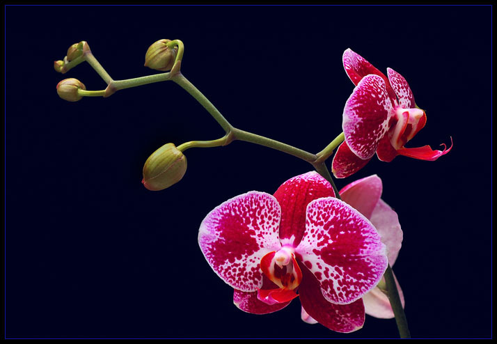 RED AND WHITE ORCHIDS by THOM-B-FOTO on DeviantArt