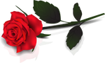 Red Rose By Madnier Co-dc3vzr9 by YOKOKY