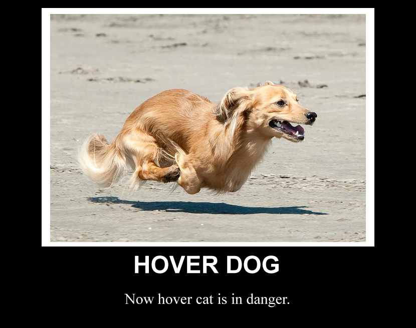 Image result for hover cat