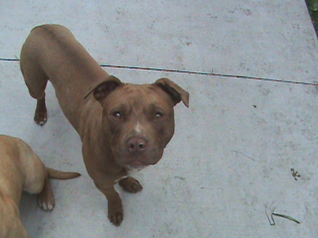 Another 1 year old pitbull (now deceased) by baul104 on