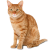 Cat icon.5