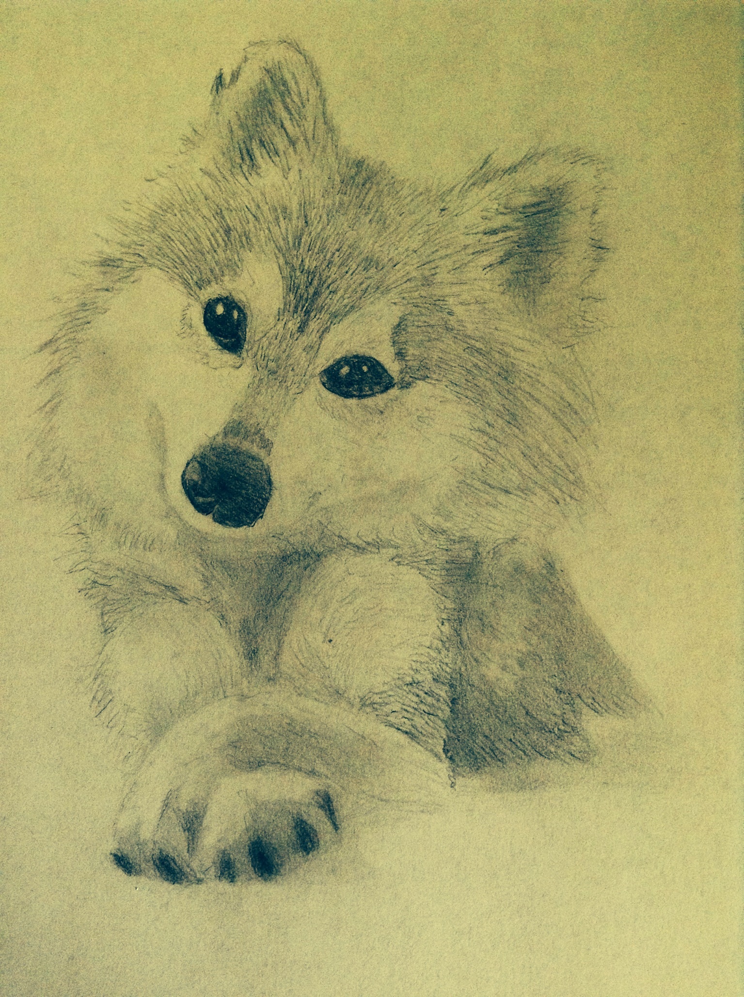 Cute wolf pencil drawing by HoneyCricket on DeviantArt