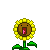 :Sunflower-la: