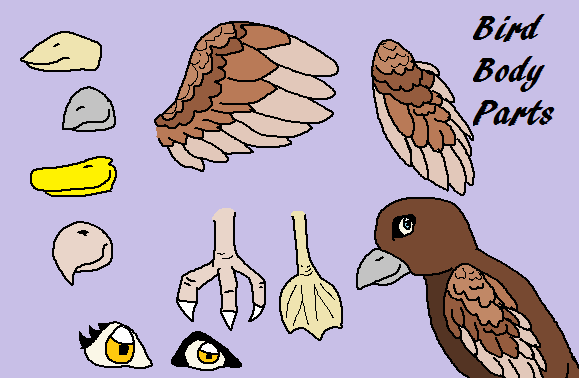 Bird Body Parts Help by Hawkstorm1st on DeviantArt