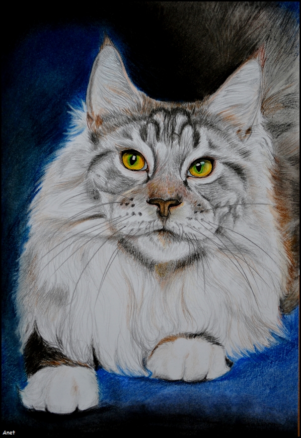 Drawing Maine Coon Cat by on DeviantArt