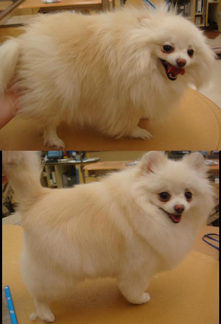 Grooming - Pet Pomeranian2 by ChassyGirl on DeviantArt