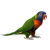 Parrot-Bird icon.3