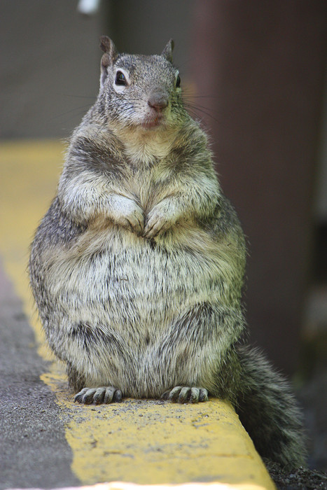 fat_squirrel_is_fat_by_patsuchi.jpg