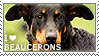 I love Beaucerons by WishmasterAlchemist