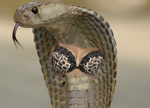 cobra_boobs_by_hanni_butt-d7eh4xs.png