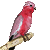 Galah Cockatoo by Clu-art