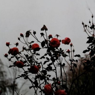roses_by_gryffkrowe-dcbezta.png