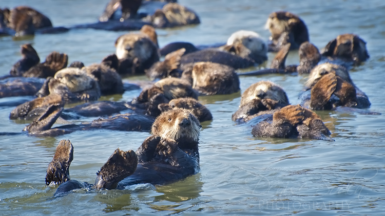 A Raft of Otters 2 by DeniseSoden on DeviantArt