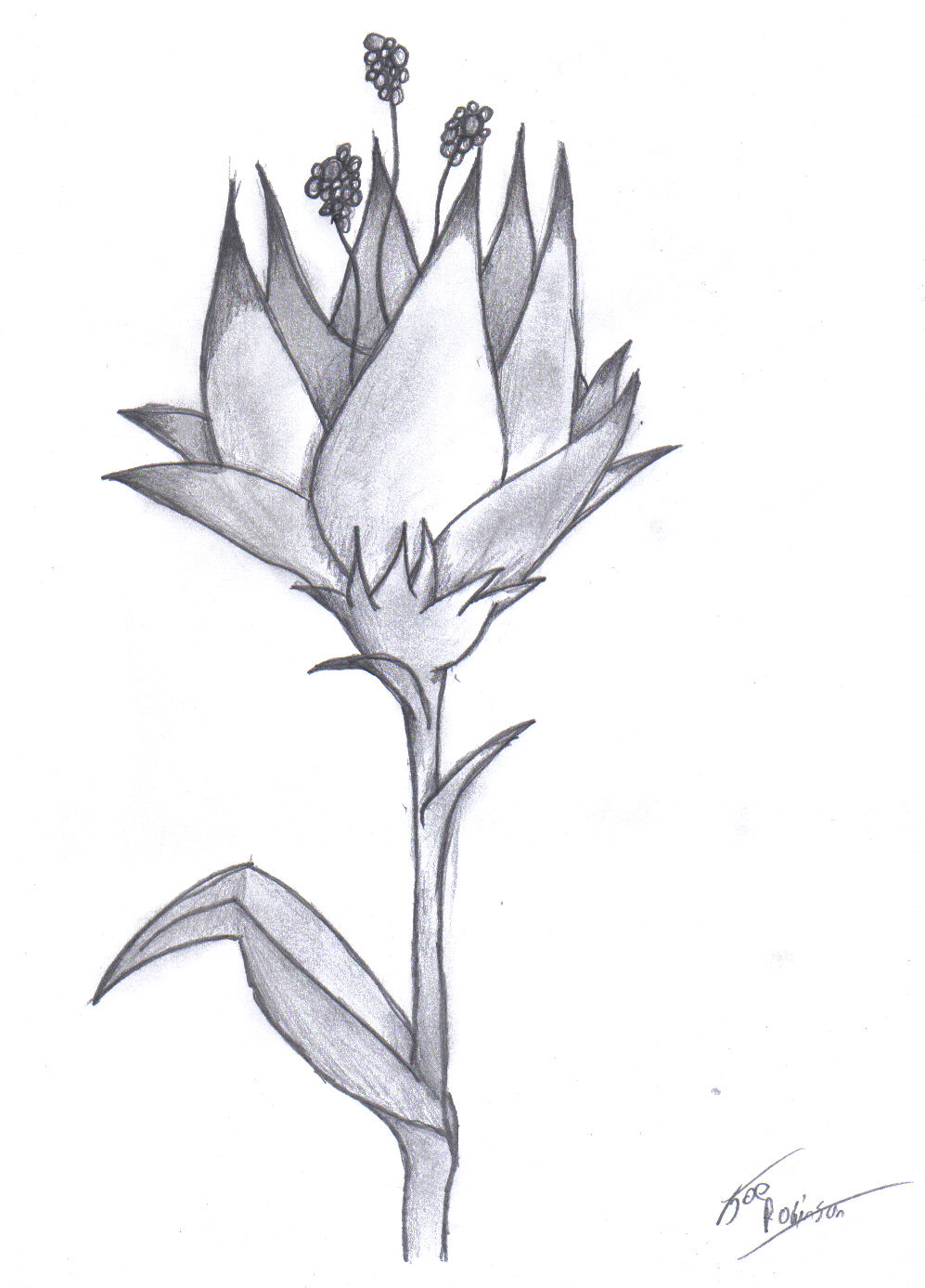 Flower Pencil by darkest-drawings on DeviantArt