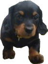 Cute Puppy Icon ultrabig by linux-rules