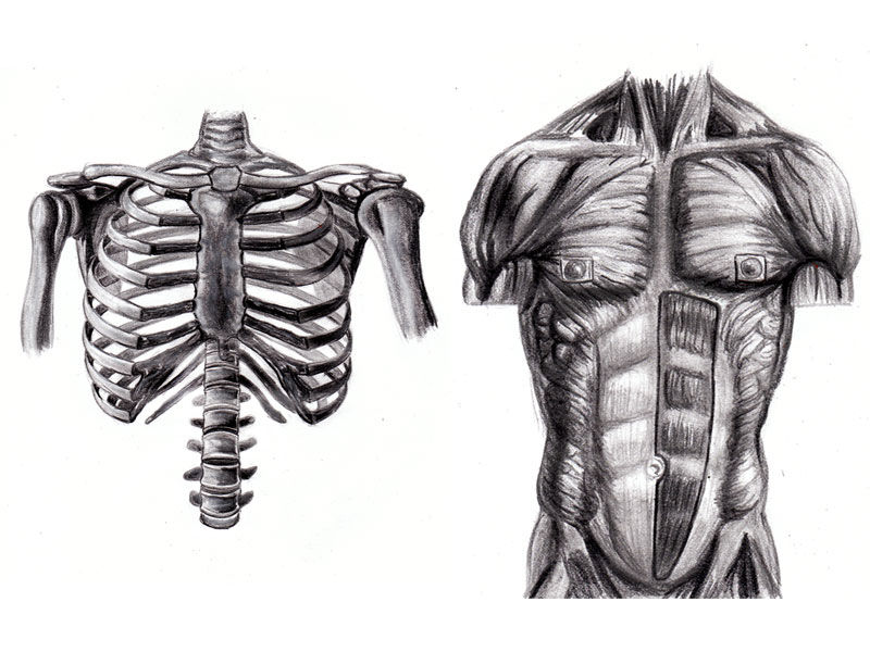 Torso Anatomy Study By Randys01 On Deviantart