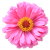 Flower icon.47