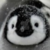 Baby Emperor Penguin Waddle Icon