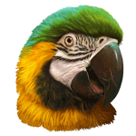 Blue and Gold Macaw Realistic Painting Poster