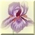 Vintage Purple Iris Icon