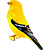 Icon - Goldfinch