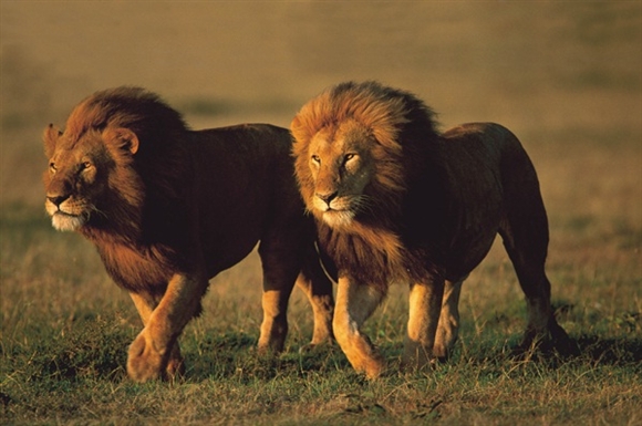 male_lions_cruising_by_zimbabwepride-d94fj91.jpg