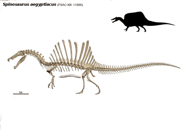 bipedal_spinosaurus_by_thedinorocker-d8esjfv.png