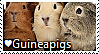 guineapig_stamp_by_themoonraven-dax0o5j.png