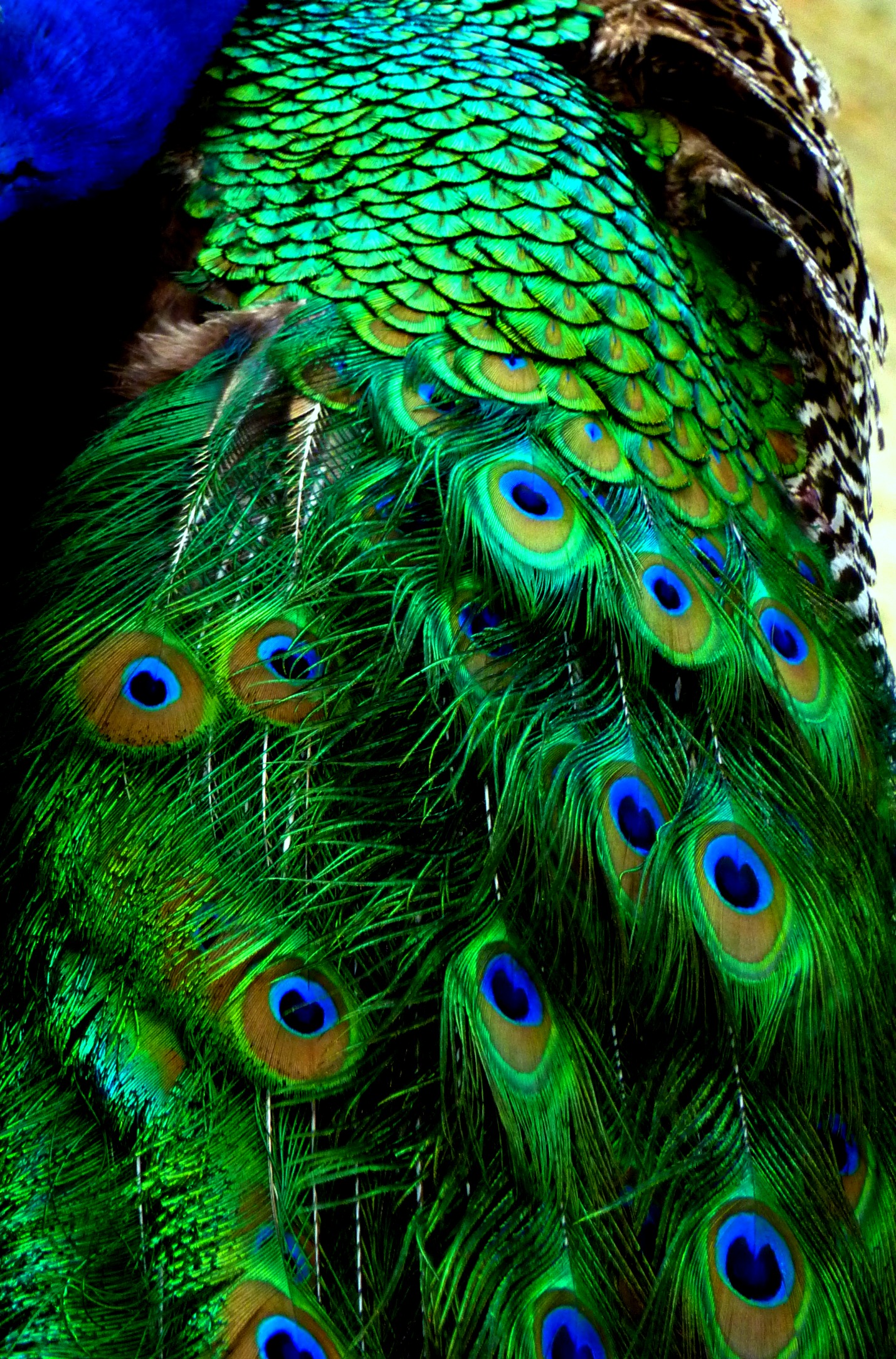 Peacock Feathers | High-Quality Stock Photos ~ Creative Market