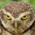 Owl Emote 2