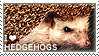 I love Hedgehogs by WishmasterAlchemist