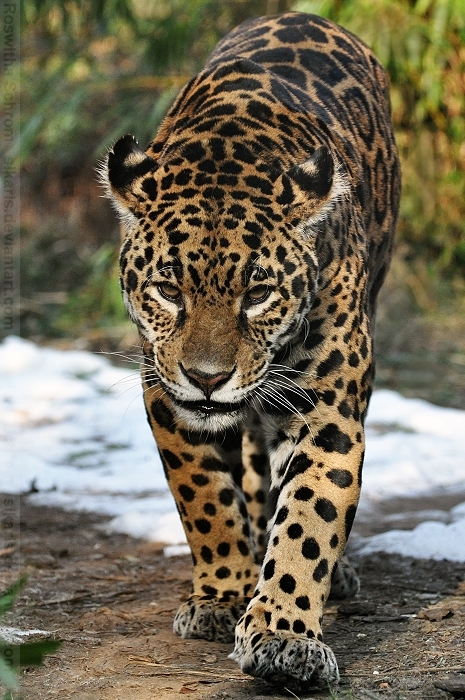 Jaguar (005) by Sikaris on DeviantArt