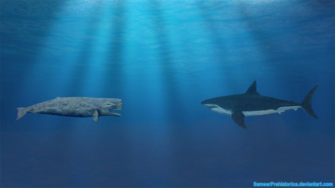 Image result for Livyatan melvillei and megalodon
