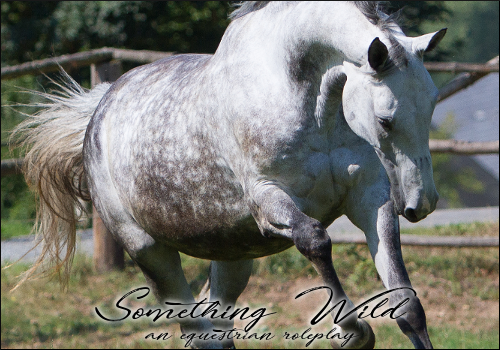 Something Wild - A Free-Form Equestrian Sim Something_wild_ad_by_kinglunaris-dbtvo33