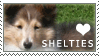 Shetland Sheepdog Love Stamp by cloudrat