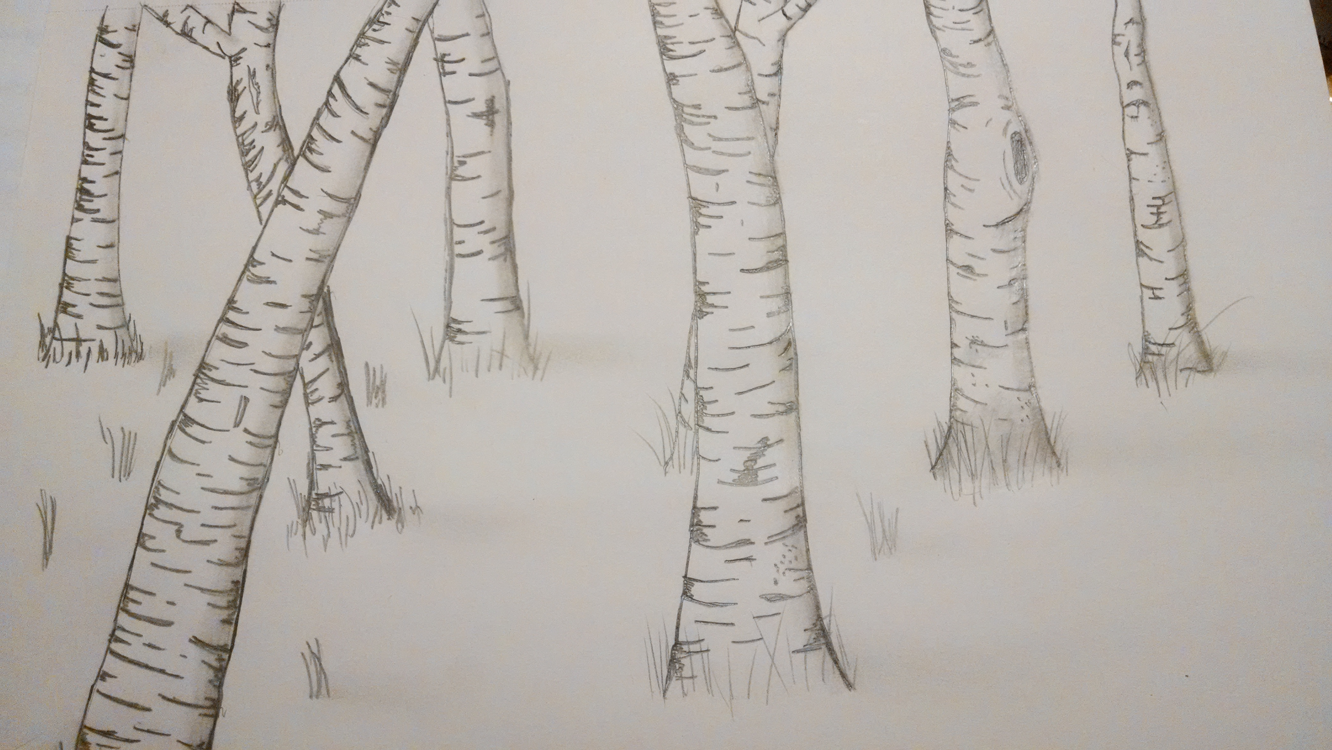 birch tree drawing by Noseneighbor on DeviantArt