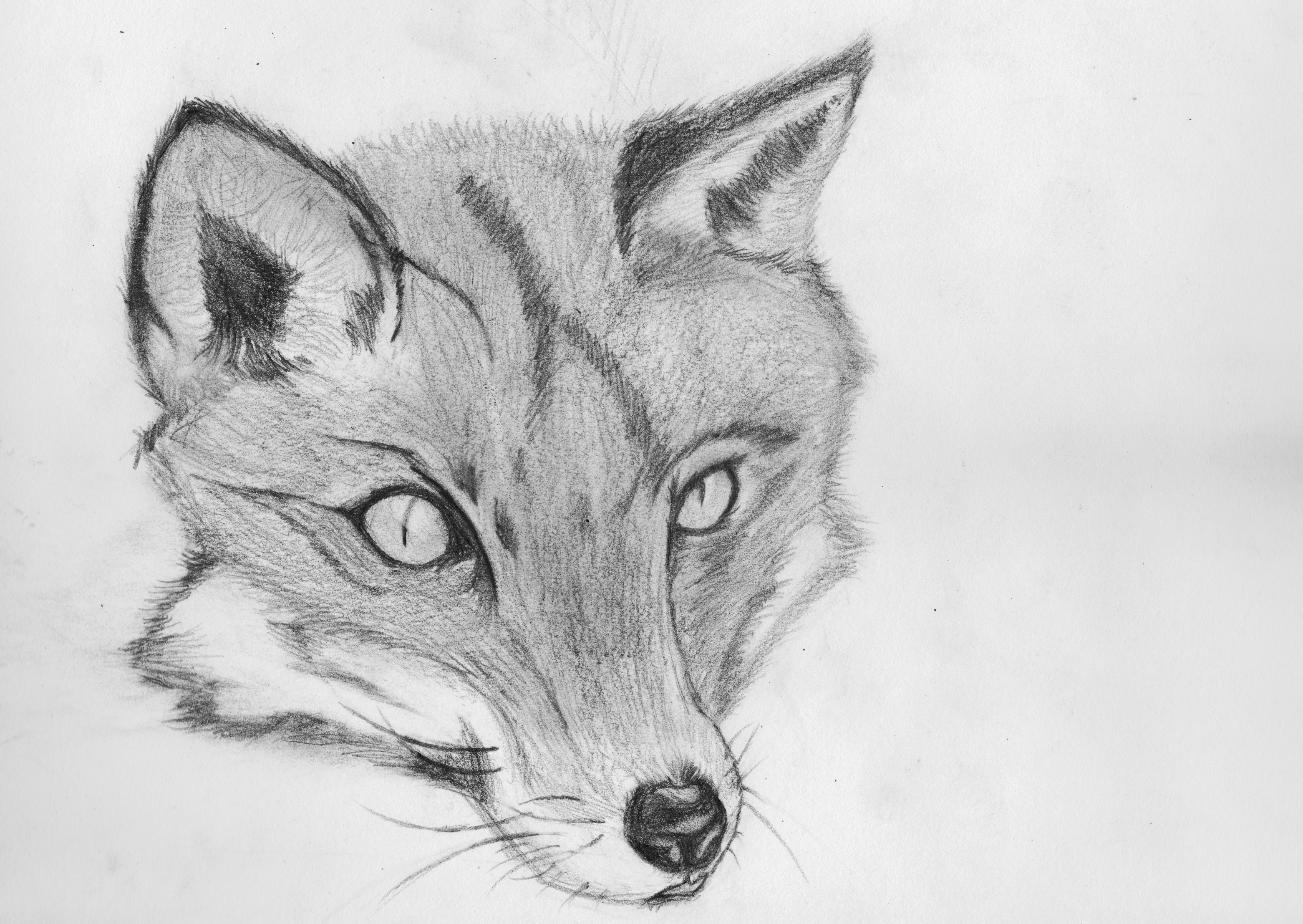Fox Pencil Sketch by Nelson96 on DeviantArt