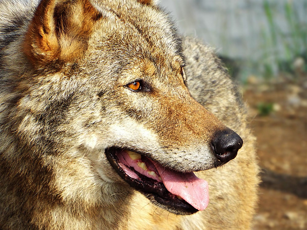 Wolf Profile by SheltieWolf