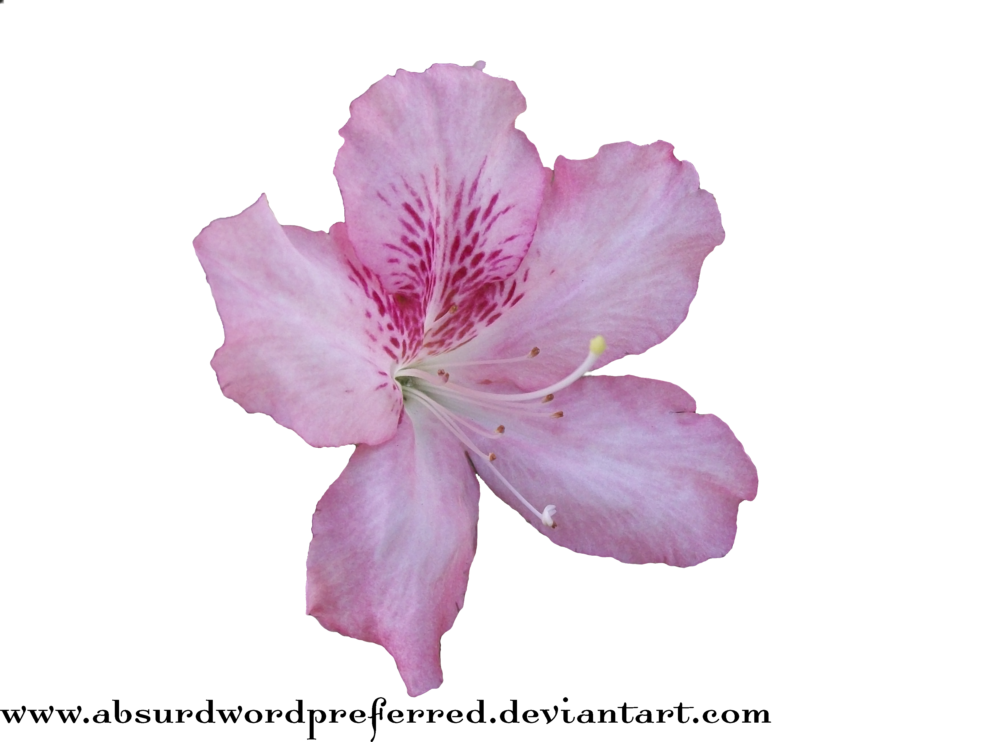 Transparent Flower PNG by AbsurdWordPreferred on DeviantArt