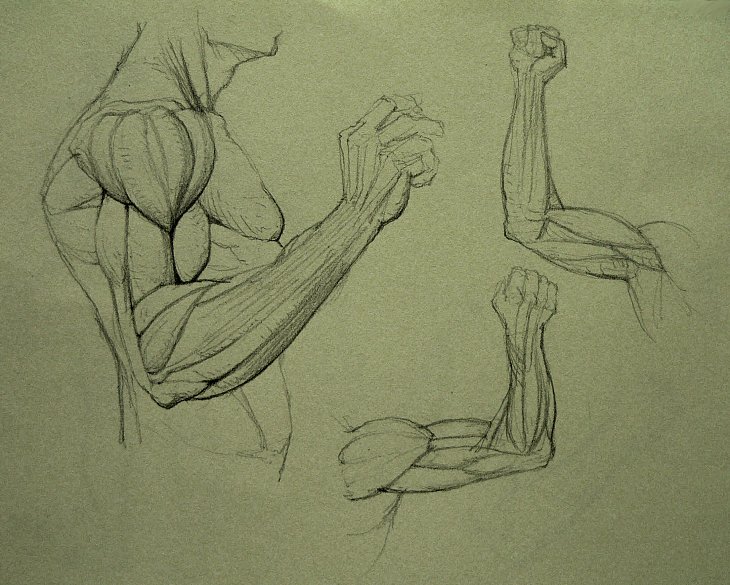 Anatomy Study by Kimsuyeong81 on DeviantArt