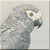 Grey Parrot Icon - Right by Yesterdays-Paper