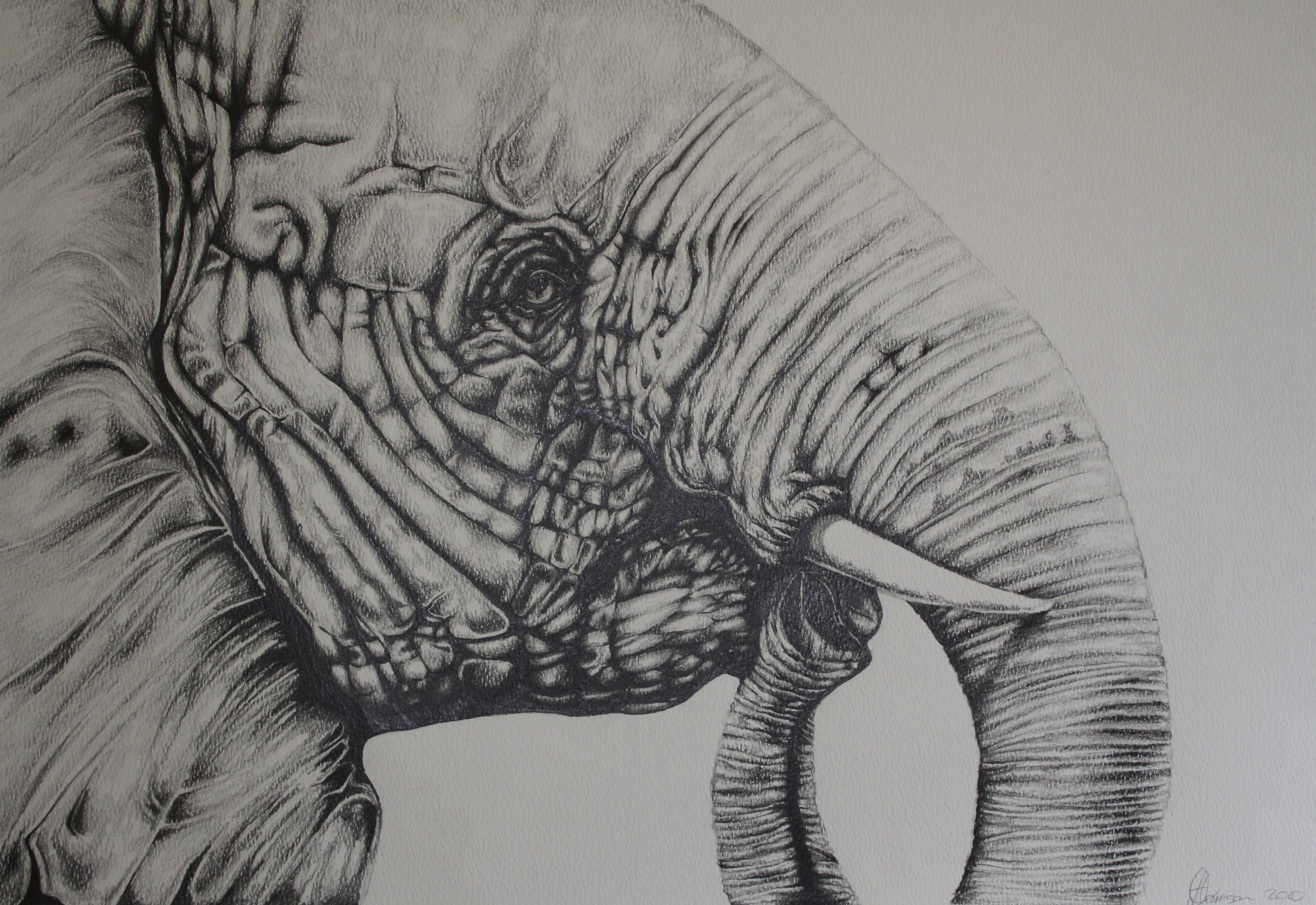Elephant in Pencil by donnaleedawn on DeviantArt Realistic Drawings Of Elephants