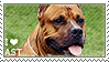 i_love_american_staffordshire_terriers_by_wishmasteralchemist-d5rsc1o.png