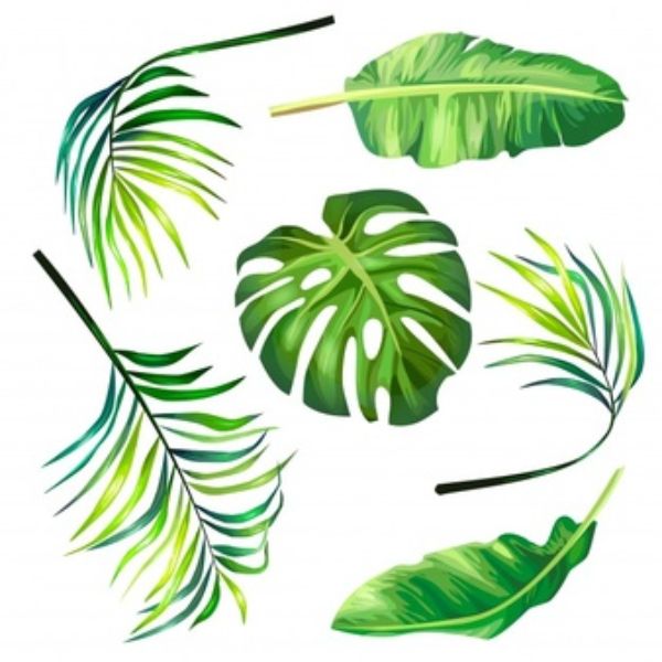 set_of_botanical_vector_illustrations_of